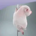:Piggyturn: