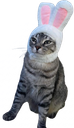 :Chat_lapin: