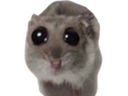 :grozyeu: