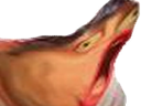 :gneuuu: