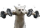 :chat_muscu:
