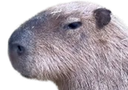 :capybara_profil: