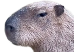 :capybara_profil: