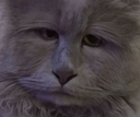 :chatlouche: