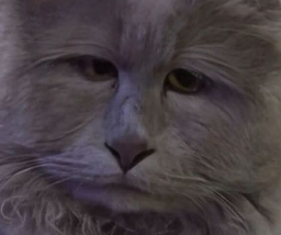 :chatlouche: