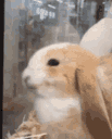 :LapinContent: