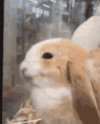 :LapinContent: