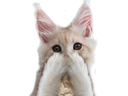 :chat_hihi_dezoom: