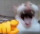 :chat_aya_rit: