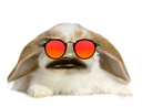 :Lapin_Belier_Lunettes_Rouge: