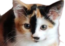 :chat_mignon3: