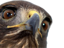 :Aigle_zoom:
