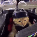 :Chat_roule: