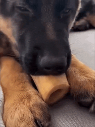 :Chien_langue_gif: