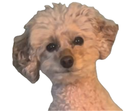 :Petit_caniche: