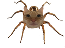 :charaignee: