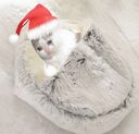 :Chat_gros_zoom_Noel_: