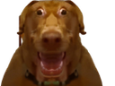 :Teddi-taraxv3: