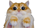 :chat_roux3: