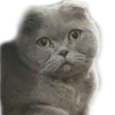 :Chat_Tristounet: