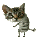 :Chat_danse_frenetique_: