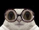 :Chat-Cru7: