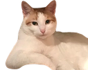:chatbien: