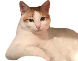 :chatbien: