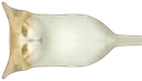 :chagauche: