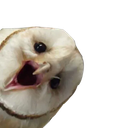:chouetjak: