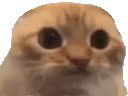 :whatzarbi: