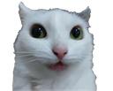 :chat_zieute2: