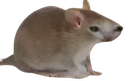 :Chrat: