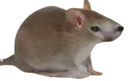 :Chrat:
