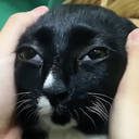 :chat_blazzer: