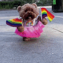 :Chien_pride: