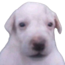 Todd