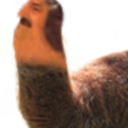 :LamaRisita: