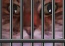 :chatcage: