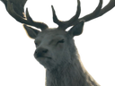 :Cerf_face: