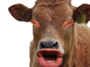 :Vache_qui_fait_meuh: