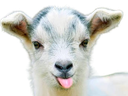 :Biquette1:
