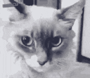 :Chat__Choque:
