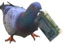 :Pigeon_argent: