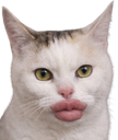 :Chat_grosse_levre: