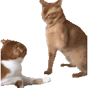 :Chat_va_pas: