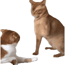 :Chat_va_pas: