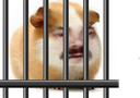 :hamstercage: