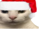 :chat_regard_meprisant_noel: