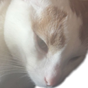 :Chat_NicoSarkozy:
